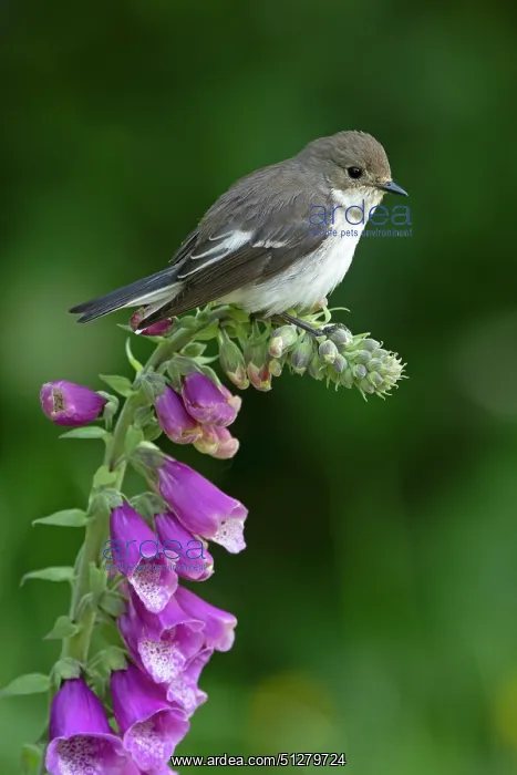: BIRD. Pied Flycatcher, female : BIRD. Pied Flycatcher, female
