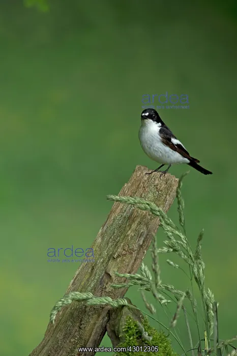 : BIRD Pied Flycatcher ( male ) : BIRD Pied Flycatcher ( male )