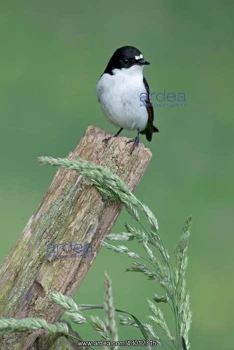 : BIRD Pied Flycatcher ( male ) : BIRD Pied Flycatcher ( male )