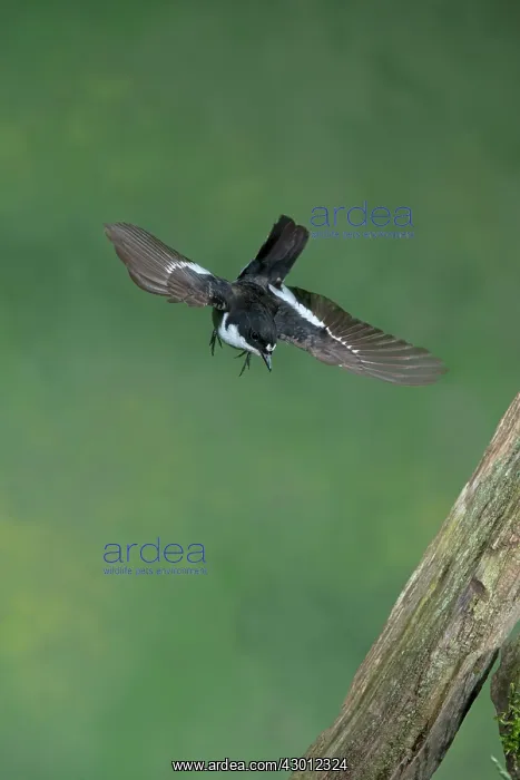 : BIRD Pied Flycatcher ( male ) in flight BIRD Redstart : BIRD Pied Flycatcher ( male ) in flight BIRD Redstart