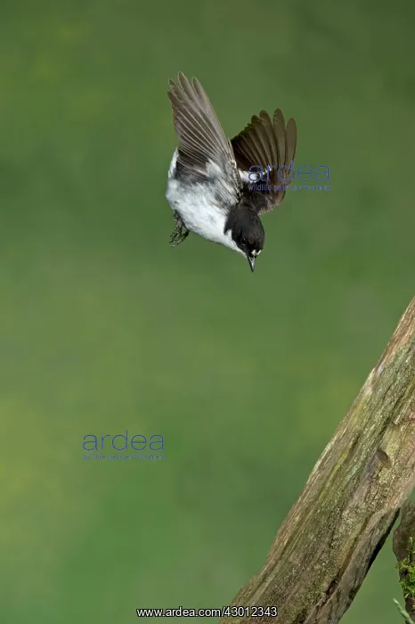 : BIRD Pied Flycatcher ( male ) in flight BIRD Redstart : BIRD Pied Flycatcher ( male ) in flight BIRD Redstart