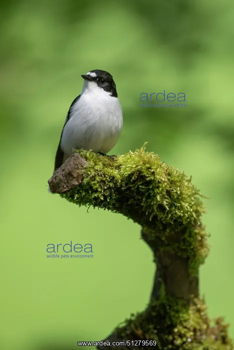 : BIRD. Pied Flycatcher, male, on a perch : BIRD. Pied Flycatcher, male, on a perch