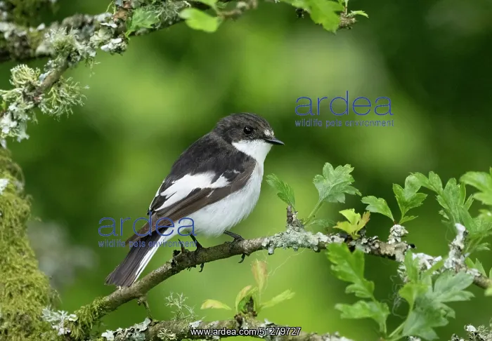 : BIRD. Pied Flycatcher, male, on a perch : BIRD. Pied Flycatcher, male, on a perch