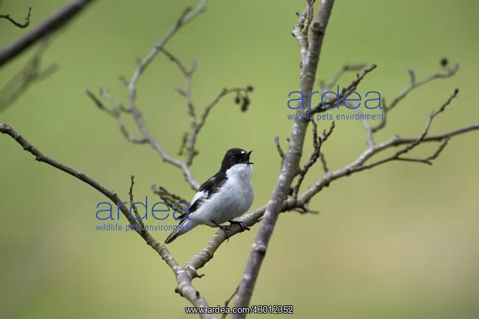 : BIRD Pied Flycatcher ( male ) singing : BIRD Pied Flycatcher ( male ) singing