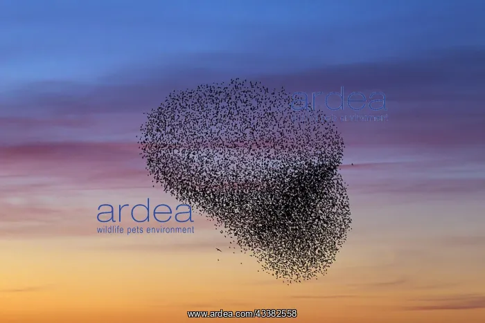 : Bird of prey attacking European starling (Sturnus : Bird of prey attacking European starling (Sturnus