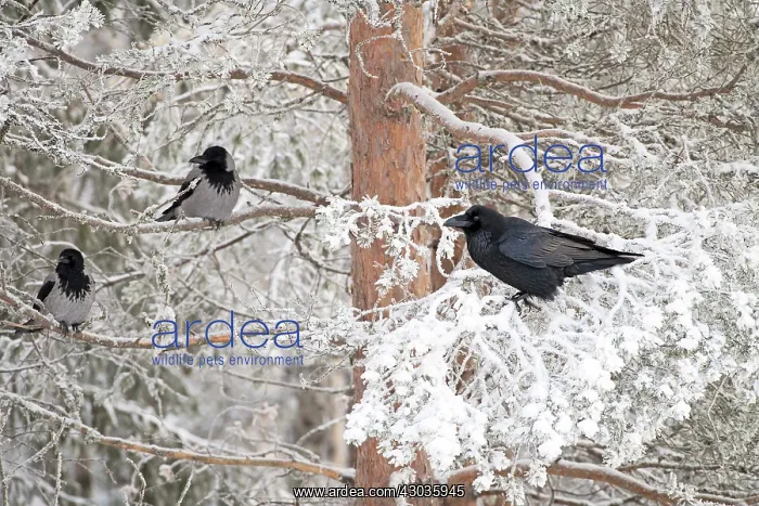  : BIRD. Raven in frosty tree with Hooded Crows
