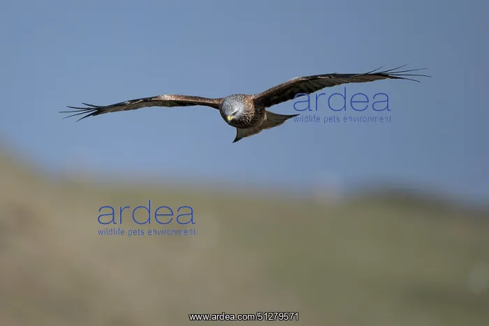  : BIRD. Red Kite, inflight