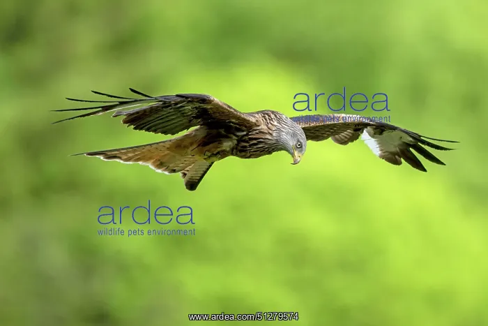  : BIRD. Red Kite, inflight