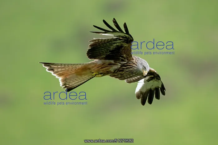  : BIRD. Red Kite, inflight