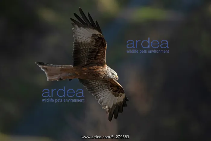  : BIRD. Red Kite, inflight