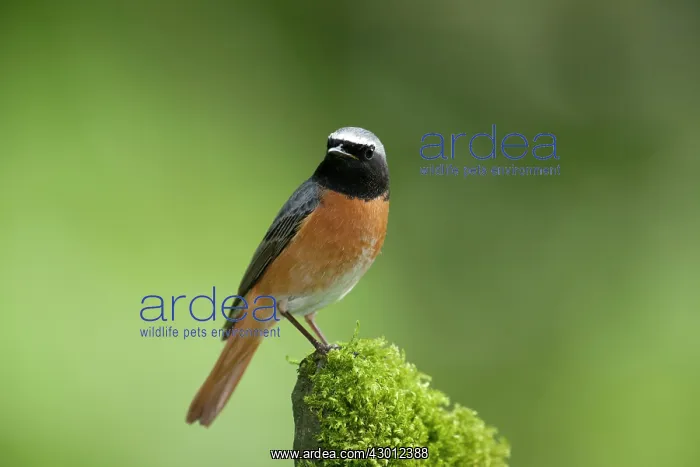 : BIRD Redstart ( Male ) : BIRD Redstart ( Male )