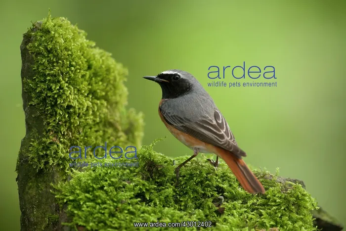 : BIRD Redstart ( Male ) : BIRD Redstart ( Male )