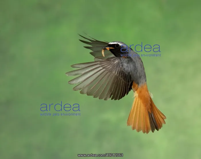 : BIRD Redstart ( Male ) in flight : BIRD Redstart ( Male ) in flight