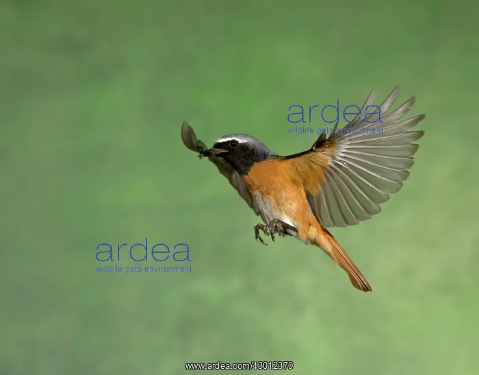 : BIRD Redstart ( Male ) in flight : BIRD Redstart ( Male ) in flight