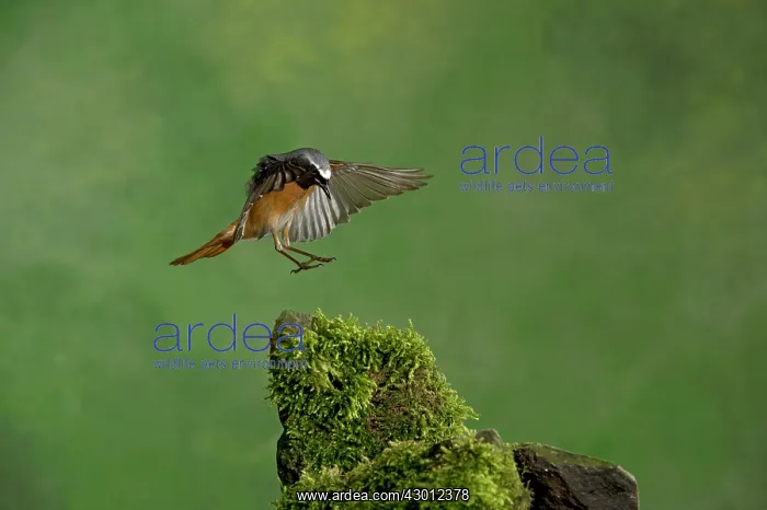 : BIRD Redstart ( Male ) in flight : BIRD Redstart ( Male ) in flight