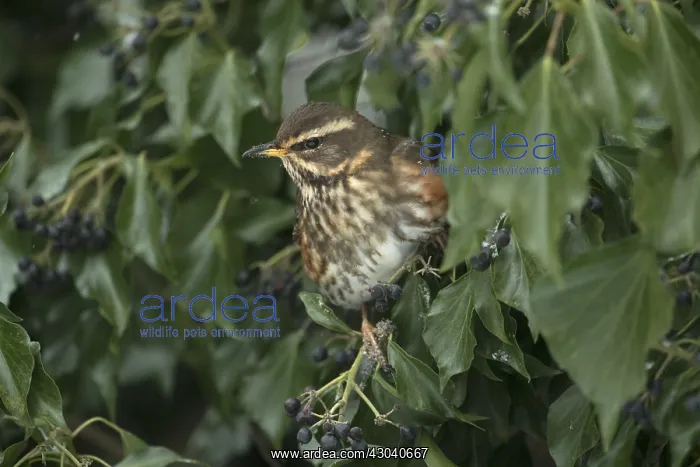: BIRD. Redwing, feeding on Ivy berries with snow falling : BIRD. Redwing, feeding on Ivy berries with snow falling