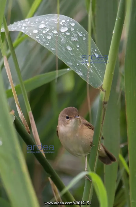 : BIRD Reed Warbler in reeds with rain drops : BIRD Reed Warbler in reeds with rain drops