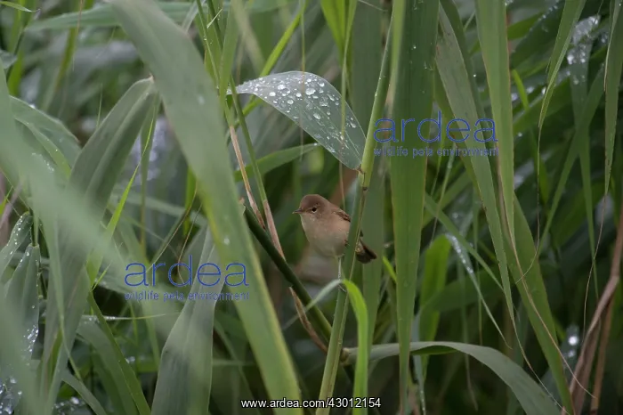 : BIRD Reed Warbler in reeds with rain drops : BIRD Reed Warbler in reeds with rain drops