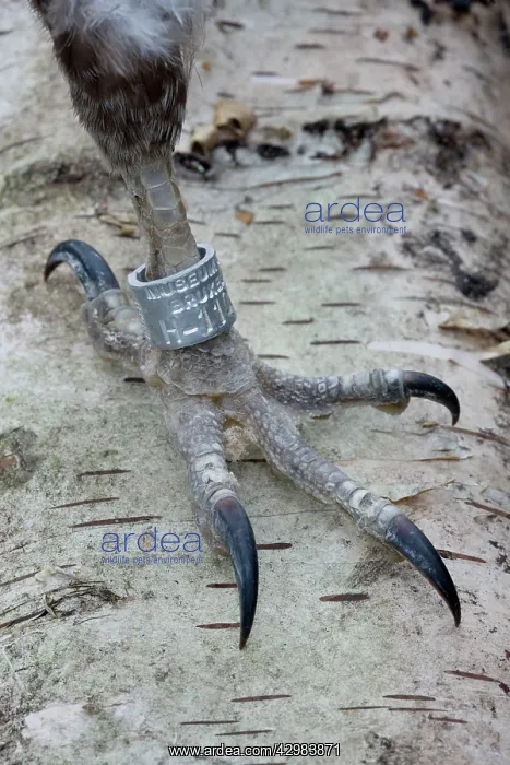  : Bird Ringing