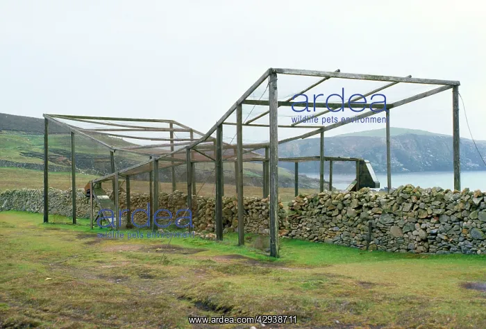 : Bird Ringing - Heligoland trap - Fair Isle : Bird Ringing - Heligoland trap - Fair Isle