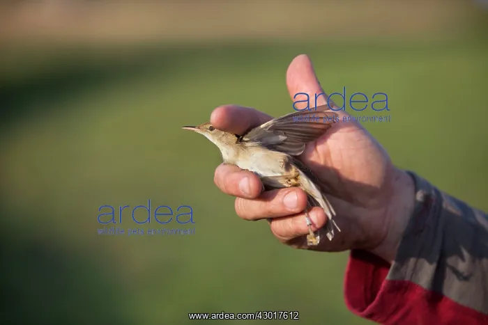 : Bird Ringing man releasing a Reed Warbler : Bird Ringing man releasing a Reed Warbler