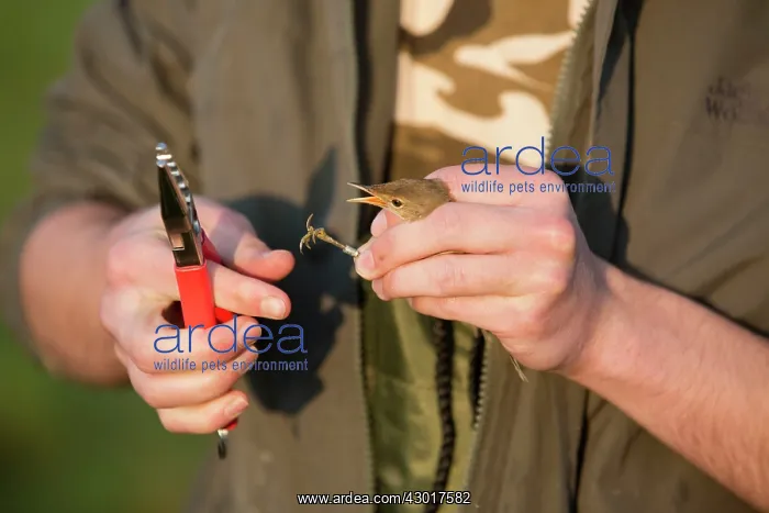 : Bird Ringing man ringing a Reed Warbler : Bird Ringing man ringing a Reed Warbler