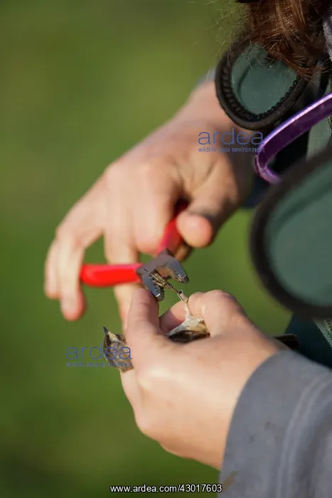 : Bird Ringing man ringing a Sedge Warbler : Bird Ringing man ringing a Sedge Warbler