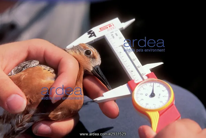 : Bird Ringing & Measuring size - Banding & collecting : Bird Ringing & Measuring size - Banding & collecting