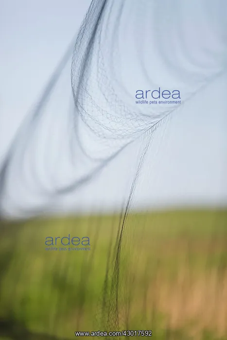  : Bird Ringing mist net