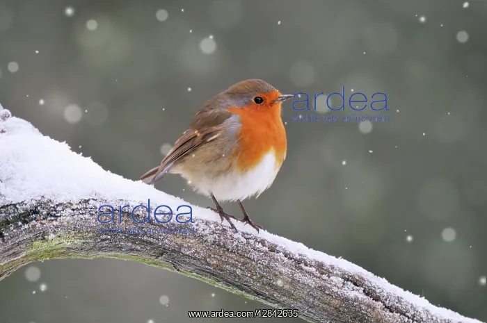 : BIRD. Robin : BIRD. Robin