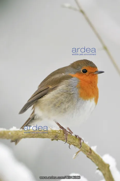  : BIRD. Robin