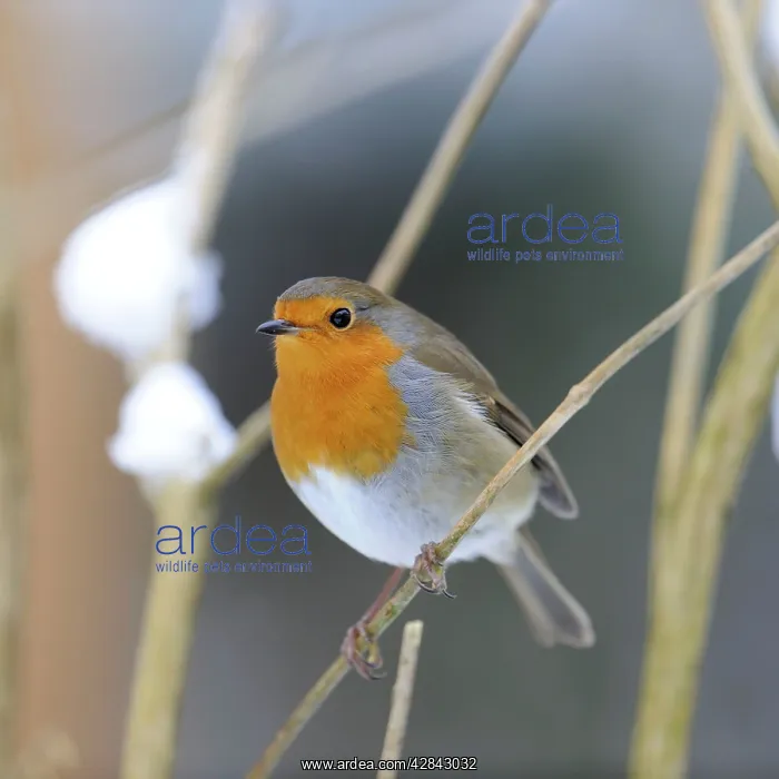  : BIRD. Robin