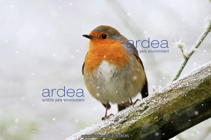 : Bird - Robin in falling snow : Bird - Robin in falling snow