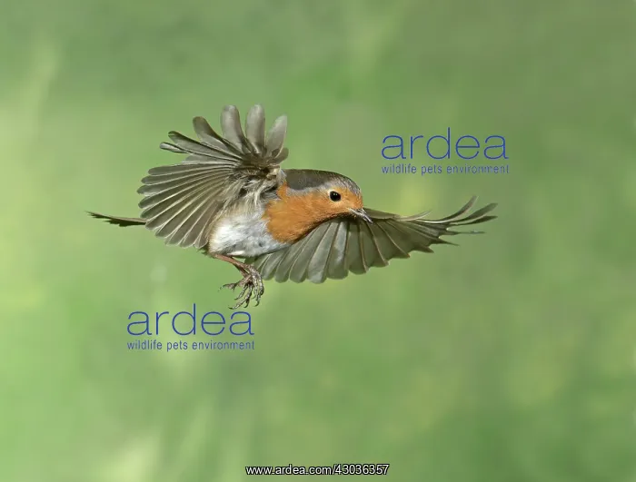  : BIRD. Robin in flight
