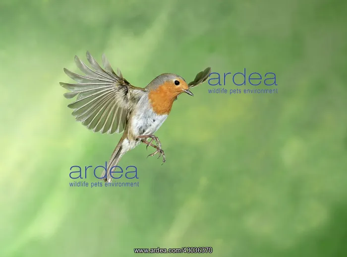  : BIRD. Robin in flight