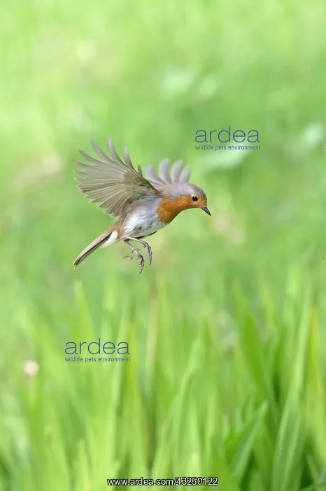  : BIRD. Robin in flight