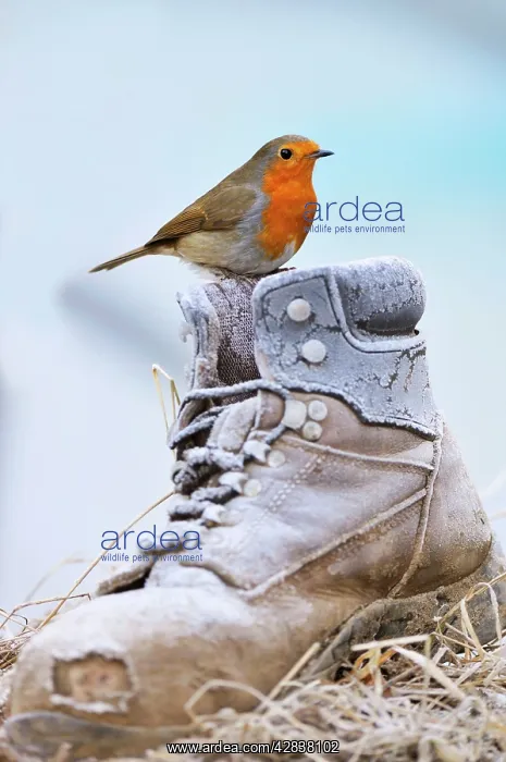 : Bird. Robin on frosty boot : Bird. Robin on frosty boot
