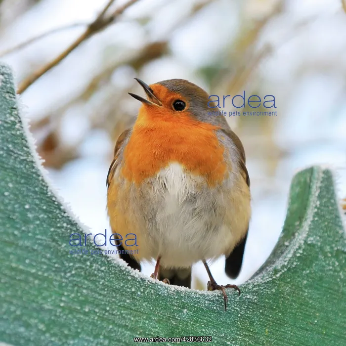 : Bird - Robin in frosty setting : Bird - Robin in frosty setting