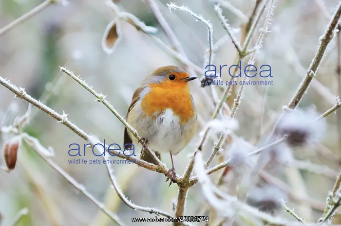 : Bird - Robin in frosty setting : Bird - Robin in frosty setting