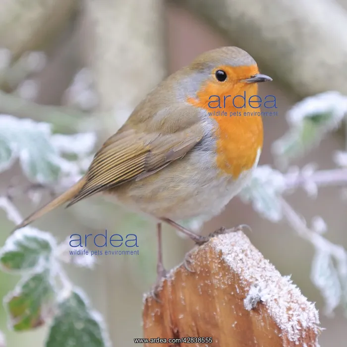: Bird - Robin in frosty setting : Bird - Robin in frosty setting