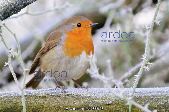: Bird - Robin in frosty setting : Bird - Robin in frosty setting