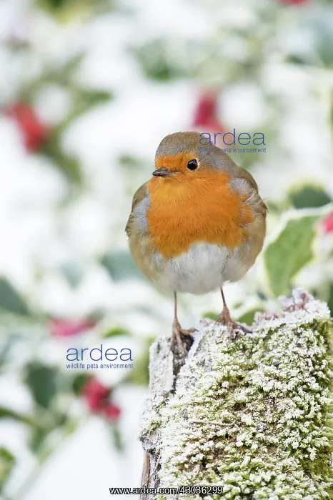  : BIRD. Robin in frosty setting