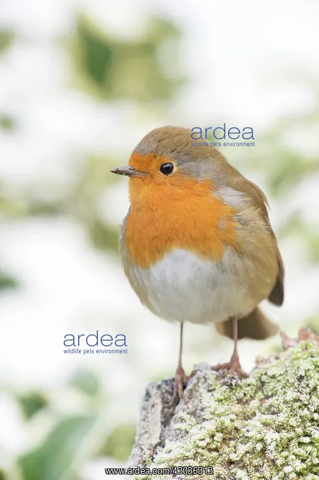  : BIRD. Robin in frosty setting