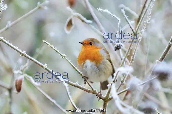 : Bird - Robin in frosty setting : Bird - Robin in frosty setting