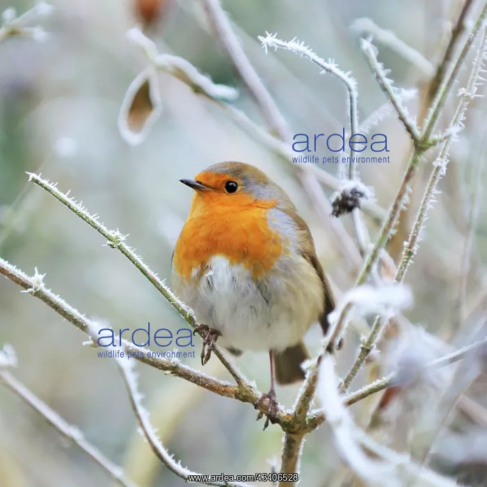 : Bird - Robin in frosty setting : Bird - Robin in frosty setting