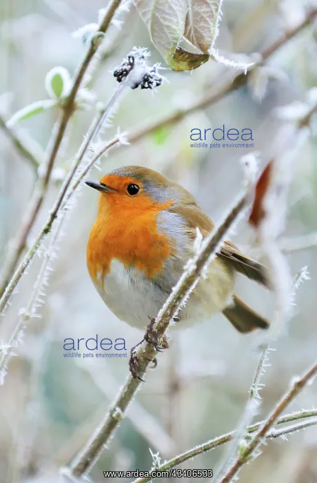 : Bird - Robin in frosty setting : Bird - Robin in frosty setting
