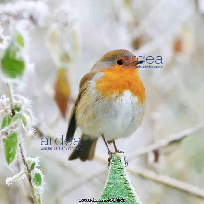 : Bird - Robin in frosty setting : Bird - Robin in frosty setting