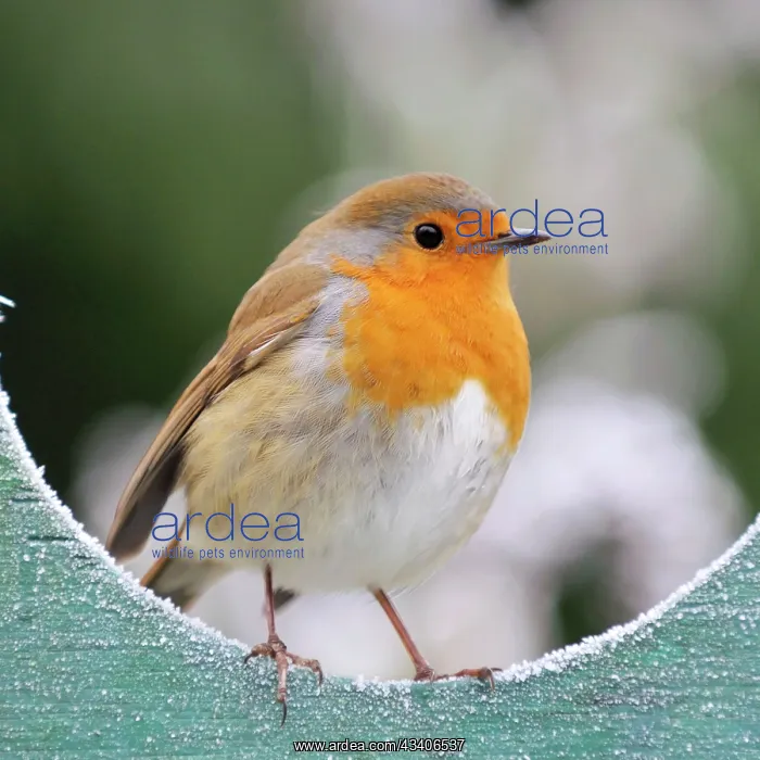 : Bird - Robin in frosty setting : Bird - Robin in frosty setting