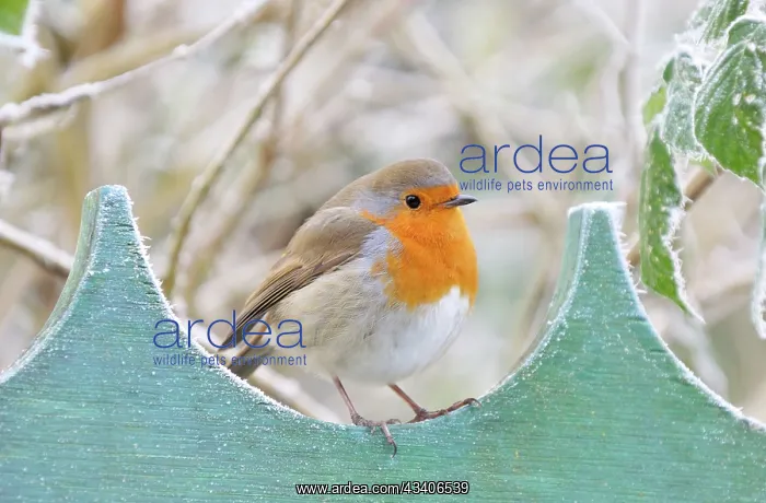 : Bird - Robin in frosty setting : Bird - Robin in frosty setting