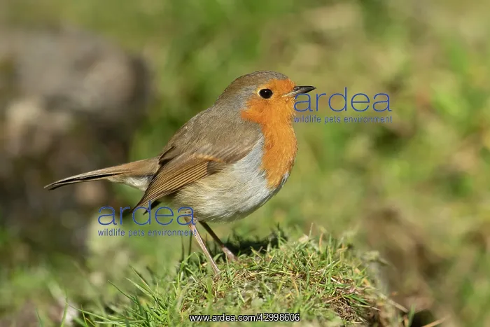 : BIRD. Robin, on the ground, side view : BIRD. Robin, on the ground, side view